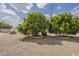 Backyard featuring mature fruit trees at 5317 E Baltimore St, Mesa, AZ 85205