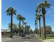 Scenic street view featuring rows of mature palm trees lining the road, showcasing the neighborhood's tropical ambiance at 2942 E Mulberry Dr, Phoenix, AZ 85016