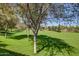 Expansive green space with mature shade trees offering a great view for the community at 14239 W Port Royale Ln, Surprise, AZ 85379