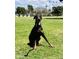 Dog at park with lush green grass and scenic mountain views creates inviting outdoor space at 1643 W Harmont Dr, Phoenix, AZ 85021
