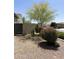 Front yard of desert landscaping, including mature trees, decorative rock and privacy gate at 17985 W Jojoba Rd, Goodyear, AZ 85338