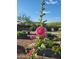Beautiful garden featuring raised beds, a vibrant flower, and lush greenery at 17985 W Jojoba Rd, Goodyear, AZ 85338