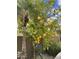 Backyard citrus tree with ripe fruit, lush greenery, and a tranquil setting providing fresh produce and beauty at 4055 N Recker Rd # 82, Mesa, AZ 85215