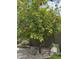 Lush orange tree with ripe fruit, gravel ground cover, and verdant foliage at 4055 N Recker Rd # 82, Mesa, AZ 85215