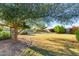 Expansive backyard with a large shade tree, lush lawn, and colorful landscaping, creating a peaceful retreat at 14022 W Hope Dr, Surprise, AZ 85379