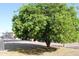 Spacious backyard with lush greenery and a mature tree, offering a serene outdoor space at 11596 W Sierra Dawn Blvd # 286, Surprise, AZ 85378
