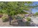 Lush front yard featuring desert landscaping, including various plants, shrubs, and trees at 1197 W Fir Tree Rd, Queen Creek, AZ 85140