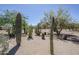 A desert landscape featuring a variety of cacti and mature desert plants, blending in with its surroundings at 907 N Mountain Rd, Mesa, AZ 85207
