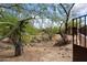 Spacious backyard featuring desert landscaping, mature trees, and a secure fence at 33269 N 73Rd Pl, Scottsdale, AZ 85266