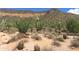 Lush desert landscape with a variety of native cacti, trees, and mountain views in the background at 1459 S Mara Dr, Apache Junction, AZ 85120