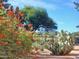 Lush desert landscaping with colorful flowering plants and mountain views at 4303 E Cactus S Rd # 229, Phoenix, AZ 85032
