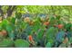 Desert garden showcasing a variety of cactus plants with beautiful red blooms at 12646 N 80Th Pl, Scottsdale, AZ 85260