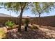 Xeriscaped backyard with block fence and lush mature desert vegetation at 11591 W Jefferson St, Avondale, AZ 85323