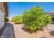 Gravel landscaped backyard featuring mature fruit trees and brick paver trim at 1871 Leisure World --, Mesa, AZ 85206