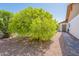 Charming yard featuring a lush, mature citrus tree next to a paved walkway leading to the home's entrance at 1871 Leisure World --, Mesa, AZ 85206