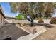 Spacious backyard featuring a large tree, covered patio, and brick planters at 5423 S Palm Dr, Tempe, AZ 85283