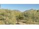 Breathtaking mountain views framed by lush desert vegetation create a scenic backdrop at 20801 N 90Th Pl # 169, Scottsdale, AZ 85255
