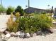 Well-maintained front yard featuring gravel groundcover, desert plants, and a neatly landscaped yard at 2400 E Baseline Ave # 153, Apache Junction, AZ 85119