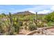 Scenic desert landscape with cacti, lush greenery, and golf course views under a clear sky at 1607 N Quartz Valley Rd, Scottsdale, AZ 85266