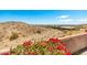 Breathtaking desert view with red flowers overlooking nearby desert terrain at 16211 S 4Th St, Phoenix, AZ 85048