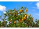 Vibrant orange tree with a bountiful harvest of ripe, juicy oranges against a clear blue sky at 4020 N 151St Dr, Goodyear, AZ 85395