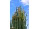 A blooming Ocotillo plant against a bright blue sky background, displaying its vibrant red flowers at 4020 N 151St Dr, Goodyear, AZ 85395