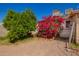 Backyard featuring mature fruit tree, vibrant bougainvillea, and a utility shed at 1017 E Seldon Ln, Phoenix, AZ 85020