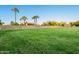 Wide shot of green fenced property with expansive grassy areas and mature palm trees at 1438 E Mesquite St, Gilbert, AZ 85296