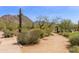 Desert landscape with cacti, native plants and walking path in a scenic community at 26699 N 104Th Way, Scottsdale, AZ 85262