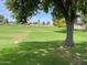 Lush green space with mature trees, offering shade and a park-like setting at 2834 E Juanita Ave, Mesa, AZ 85204