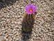 Close up of a small cactus with a beautiful pink flower blooming from the top at 4061 W Tonopah Dr, Glendale, AZ 85308