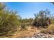 Expansive desert landscape featuring native trees and rocky terrain under a clear blue sky at 5100 E Rancho Paloma Dr # 2078, Cave Creek, AZ 85331