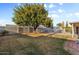 Spacious backyard with mature tree, grass, and fenced pool area, great for outdoor activities at 2616 E Des Moines St, Mesa, AZ 85213