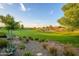 Expansive green space with well-maintained lawn, landscaping, native plants, and distant homes at 4450 S Frequency --, Mesa, AZ 85212