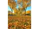 Beautiful street view featuring autumn trees and fallen leaves on the lawn at 1635 N 208Th Ave, Buckeye, AZ 85396