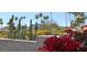 Beautiful desert landscape featuring bougainvillea, cacti, and palm trees at 7552 N San Manuel Rd, Scottsdale, AZ 85258