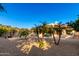 Expansive backyard featuring desert landscaping, palm trees, and mature trees at 15140 E Staghorn Dr, Fountain Hills, AZ 85268