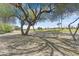Backyard view featuring mature trees and community golf course at 15766 W Grand Point Ln, Surprise, AZ 85374