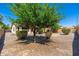 Backyard with desert landscaping, a mature tree, and a brick firepit area next to a covered patio at 2329 E Ebony Dr, Chandler, AZ 85286