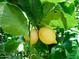 A close-up view of lemons ripening on the tree at 1024 W Ayrshire Trl, San Tan Valley, AZ 85143