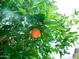 A close-up view of oranges ripening on the tree at 1024 W Ayrshire Trl, San Tan Valley, AZ 85143