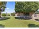 Backyard features new turf, lush trees, and a covered patio at 2453 E Nathan Way, Chandler, AZ 85225
