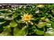 Beautiful water lily in full bloom floating on the pond's surface at 6110 E Ivyglen St, Mesa, AZ 85205