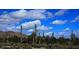 Beautiful desert scene with saguaro cacti under a cloudy blue sky, capturing the serene atmosphere at 20237 W San Juan Ave, Litchfield Park, AZ 85340