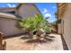 Side yard featuring a small palm tree and wood gate at 3608 W Harrison St, Chandler, AZ 85226