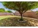 Large tree providing shade in a grassy backyard with a brick perimeter at 137 W Del Rio St, Gilbert, AZ 85233