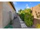Gravel side yard with paved walkway and mature landscaping at 10741 E Palladium Dr, Mesa, AZ 85212