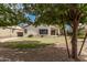 Lush backyard with shaded lawn and desert landscaping at 1424 W Mead Dr, Chandler, AZ 85248