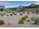 Beautiful desert landscaping in the front yard with rocks, green shrubs, and blooming flowers at 686 N 152Nd Dr, Goodyear, AZ 85338