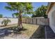 A lush backyard with grass, a fence, and a mature palm tree is great for outdoor activities at 1001 N Quail Ln, Gilbert, AZ 85233